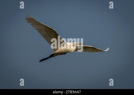 Gros plan d'une grande aigrette blanche, (Ardea alba) glissant dans un ciel bleu parfait dans le parc national de Chobe ; Chobe, Botswana Banque D'Images