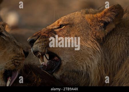 Gros plan d'un jeune lion mâle se nourrissant de buffles dans la savane du parc national de Chobe ; Chobe, Botswana Banque D'Images