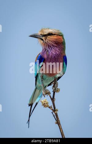 Portrait d'un rouleau à poitrine lilas (Coracias caudatus), perché sur une branche mince, tête tournante, Parc national de Chobe ; Chobe, Botswana Banque D'Images