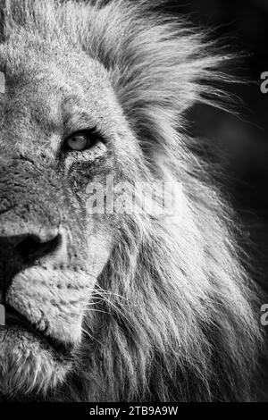 Mono, gros plan de la moitié du visage et de la tête d'un lion mâle, portrait (Panthera leo), dans le parc national de Chobe ; Chobe, Botswana Banque D'Images