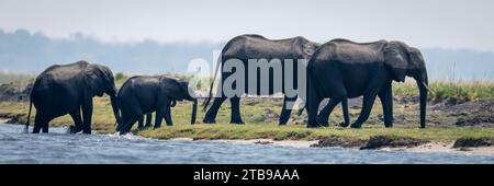 Panorama du troupeau d'éléphants de brousse d'Afrique (Loxodonta africana) marchant dans l'eau traversant une rivière et atteignant le rivage dans le parc national de Chobe Banque D'Images