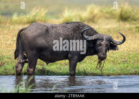 Portrait d'un boueux, Cape Buffalo (Syncerus caffer) debout dans l'eau dans les peu profonds, mangeant de l'herbe de rivière et regardant la caméra à Chobe Na... Banque D'Images