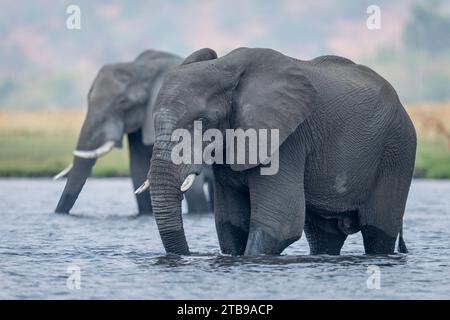 Gros plan de deux éléphants de brousse d'Afrique (Loxodonta africana) debout dans la rivière, buvant de l'eau dans le parc national de Chobe ; Chobe, Botswana Banque D'Images