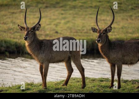Deux mâles (Kobus ellipsiprymnus) se tenant près d'une rivière, regardant la caméra, Parc National de Chobe ; Chobe, Botswana Banque D'Images