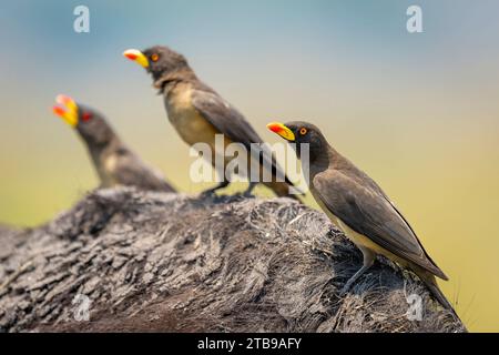 Gros plan de trois pics à bec jaune (Buphagidae africanus) perchés sur l'épaule boueuse d'un buffle du cap (Syncerus caffer caffer) à Chobe ... Banque D'Images