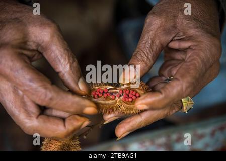 Dans une ferme biologique, les graines de rocou sont récoltées pour être utilisées pour colorer le riz pour le rendre jaune ; Cuba Banque D'Images