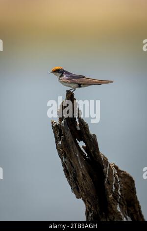 Portrait en gros plan d'une hirondelle à queue métallique (Hirundo smithii) perchée sur une souche d'arbre dans une rivière, parc national de Chobe ; Chobe, Botswana Banque D'Images