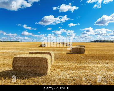 Grandes balles de foin rectangulaires dans un champ coupé avec ciel bleu et nuages, à l'est de Calgary, Alberta ; Alberta, Canada Banque D'Images