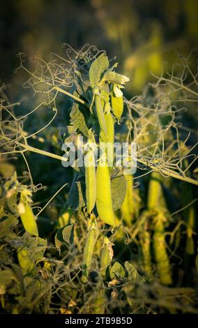 Gros plan de pois (Pisum sativum) poussant dans un champ avec une lumière chaude au lever du soleil ; est de Calgary, Alberta, Canada Banque D'Images