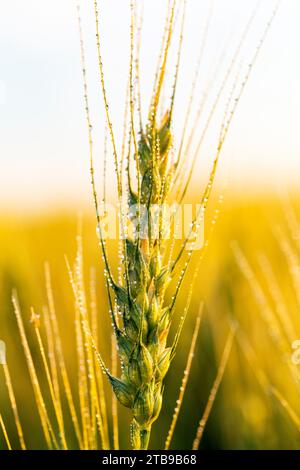 Close-up of a wheat head (Triticum) growing in a field with water droplets and glowing in the warm light at sunrise; East of Calgary, Alberta, Canada Stock Photo