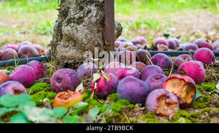 Gros plan de pommes rouges est tombé sur le sol Banque D'Images