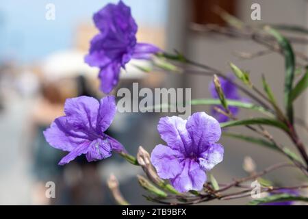 Ruellia Tuberosa, Minnieroot, racine de fièvre, racine de Snapdragon, mouton pomme de terre fleur sauvage violette floraison une journée ensoleillée sur fond flou. Banque D'Images