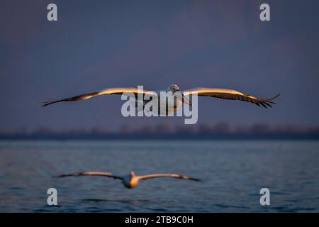 Le pélican dalmate (Pelecanus crispus) glisse au soleil près d'un autre ; Macédoine centrale, Grèce Banque D'Images