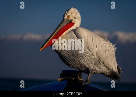 Pélican dalmate (Pelecanus crispus) perché sur la proue du bateau avec des montagnes enneigées au loin ; Macédoine centrale, Grèce Banque D'Images