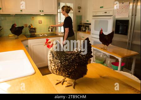 Les poules se tiennent sur les comptoirs de cuisine d'une femme ; Lincoln, Nebraska, États-Unis d'Amérique Banque D'Images