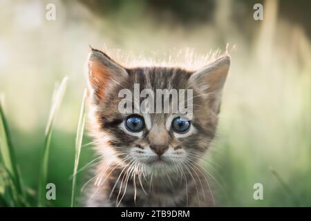 Petit chaton gris avec les yeux bleus dans l'herbe en gros plan. Portrait de chat Banque D'Images