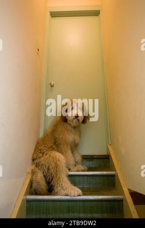 Goldendoodle chiot monte des marches du sous-sol à la maison ; Lincoln, Nebraska, États-Unis d'Amérique Banque D'Images