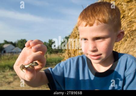 Un jeune garçon regarde une grenouille léopard des Plaines (Rana blairi) devant une balle de foin dans un champ de ferme ; Greenleaf, Kansas, États-Unis d'Amérique Banque D'Images