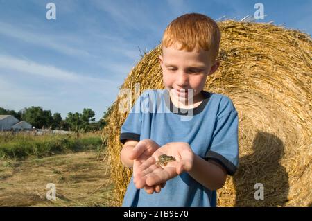 Un jeune garçon regarde une grenouille léopard des Plaines (Rana blairi) devant une balle de foin dans un champ de ferme ; Greenleaf, Kansas, États-Unis d'Amérique Banque D'Images