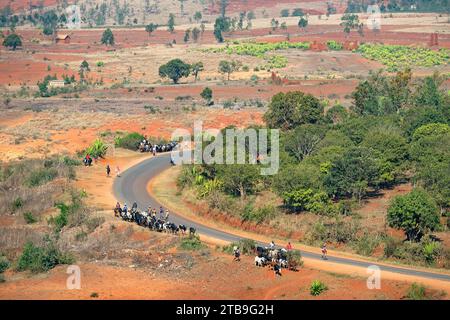 Agriculteurs conduisant des zébus le long de la route sinueuse de campagne vers le marché zébu à Ambalavao, région de haute Matsiatra, hauts plateaux centraux, Madagascar, Afrique Banque D'Images