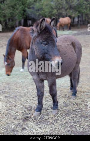 Portrait rapproché d'un âne (Equus asinus) dans une cour de ferme avec des chevaux (Equus Ferus caballus) en arrière-plan sur une ferme, animaux de Kara à Beckwith Banque D'Images