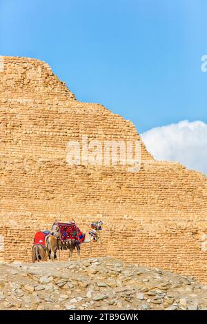 Deux chameaux passagers attendant au bas de la Pyramide à pas de Djéser contre un ciel bleu, la plus ancienne pyramide connue, située dans l'archéologie... Banque D'Images