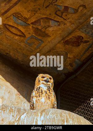 Gros plan d'un Pharaon Desert Eagle Owl (Bubo ascalaphus), l'un des symboles sacrés des hiéroglyphes égyptiens, perché sous un plafond de pierre avec... Banque D'Images