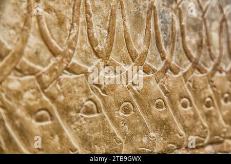 Détail en gros plan des hiéroglyphes de buffles d'eau à Saqqara, village d'anciens cimetières égyptiens ; Saqqara, Égypte Banque D'Images