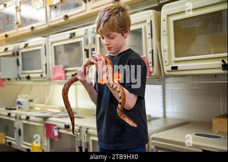 Un jeune garçon tient un serpent de maïs (Pantherophis guttatus) ; Omaha, Nebraska, États-Unis d'Amérique Banque D'Images