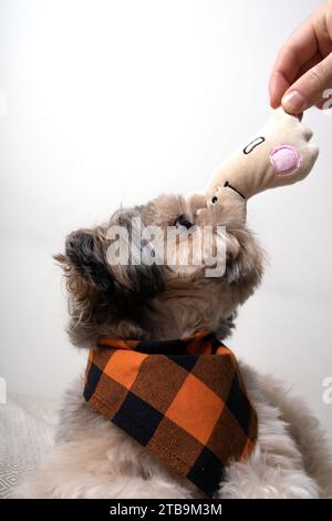 photographie, chien, animal de compagnie, shih tzu, animal, regarder, jouet, image couleur, intérieur, petit, mammifère, un animal, aucun peuple, animaux domestiques, chien de race pure, anim Banque D'Images