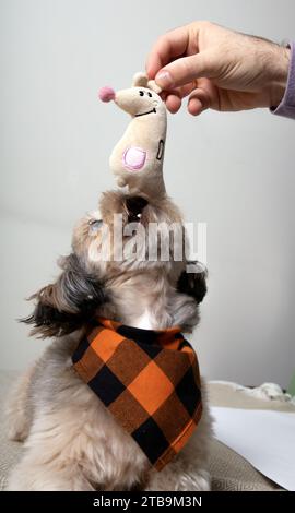 photographie, jouet de chien, animal de compagnie, relaxation, animaux domestiques, animal, portrait, jouet, image couleur, intérieur, petit, un animal, repos, mordre, race, ami Banque D'Images