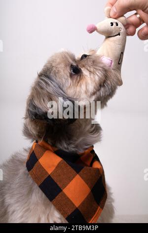 Shih tzu, photographie, jouet de chien, mignon, animal, regarder, intérieur, petit, un animal, pas de gens, chien, gros plan, animaux domestiques, partie du corps animal, assis Banque D'Images