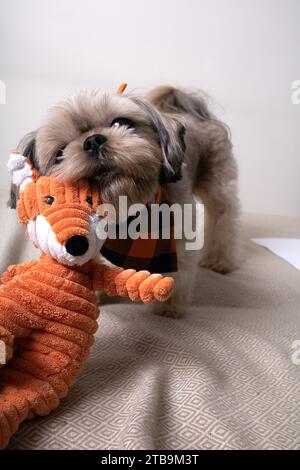 photographie, jouet pour chien, animal de compagnie, morsure, pedigreed, shih tzu, animal, portrait, regarder, jouet, un animal, pas de gens, de race pure, amitié, jeu, photographie, Banque D'Images