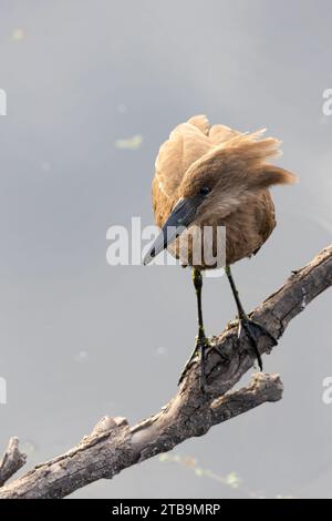 Une image étonnante d'un Hammerkop serein perché au sommet d'une branche d'arbre luxuriante surplombant un plan d'eau tranquille en arrière-plan Banque D'Images