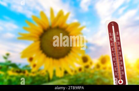 Thermomètre montre le temps chaud sur fond de tournesol flou. Croissance, temps chaud. Banque D'Images