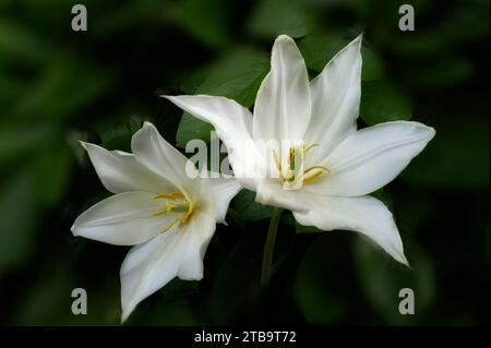 Gros plan sur la fleur de pivoine blanche Banque D'Images