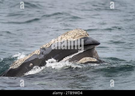 Baleines franches australes près de la péninsule de Valdés. Comportement des baleines noires en surface. Vie marine près de la côte Argentine. Banque D'Images