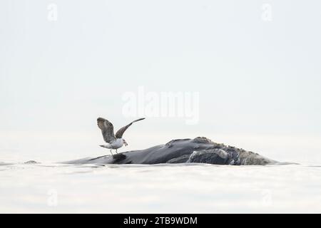 Baleines franches australes près de la péninsule de Valdés. Comportement des baleines noires en surface. Vie marine près de la côte Argentine. Les mouettes attaquent la baleine noire Banque D'Images