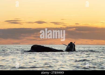 Baleines franches australes près de la péninsule de Valdés. Comportement des baleines noires en surface. Vie marine près de la côte Argentine. Les mouettes attaquent la baleine noire Banque D'Images