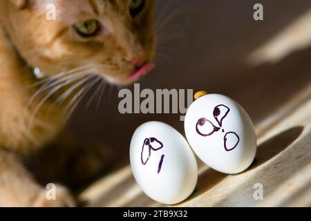 Harrisburg, Caroline du Nord, États-Unis. 22 mars 2008. Alors que les vacances de Pâques approchaient, le chat curieux se tourna avec enthousiasme vers sa nourriture, ses moustaches tremblant en prévision d'un festin festif. (Image de crédit : © Walter G Arce SR Grindstone Medi/ASP) USAGE ÉDITORIAL SEULEMENT! Non destiné à UN USAGE commercial ! Banque D'Images