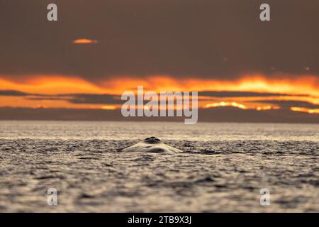 Baleines franches australes près de la péninsule de Valdés. Comportement des baleines noires en surface. Vie marine près de la côte Argentine. Banque D'Images