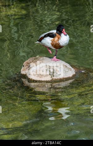 Shelduck (Tadorna tadorna) repose sur une pierre dans l'étang. Banque D'Images