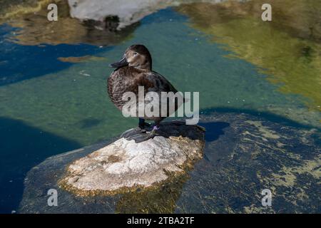 Khaki Campbell Duck sur un fond naturel, mode de vie dans l'agriculture biologique de jardin. Banque D'Images