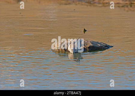 Pigeon à col eurasien (Streptopelia decaocto) buvant de l'étang. Banque D'Images