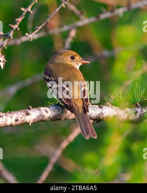 Willow Flycatcher gros plan vue arrière perché sur une branche avec fond vert dans son environnement et habitat environnant. Photo Flycatcher. Photo. Banque D'Images