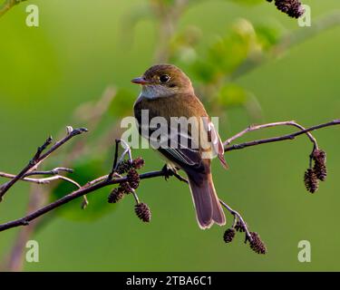 Willow Flycatcher gros plan vue arrière perché sur une branche avec fond vert dans son environnement et habitat environnant. Photo Flycatcher. Photo. Banque D'Images