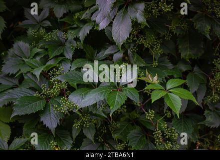 Green Virginia Creeper Parthenocissus quinquefolia var. Murorum dans le fond du jardin. Texture vert feuillu. Virginia Creeper ou Five Leaves Ivy cli Banque D'Images