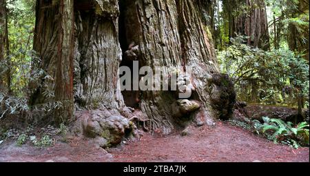 Burls se stackup autour de la base de séquoia géant, dans la forêt nationale de séquoia, en Californie. Le séquoia est énorme et est creux au centre. Banque D'Images