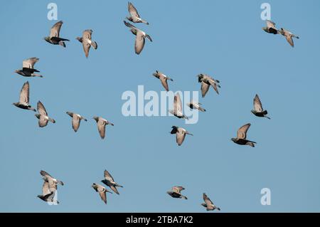 Colombe rocheuse (Columba livia) volant en groupe dans le ciel. Banque D'Images