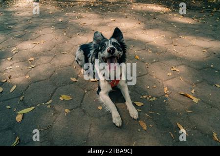 Blue merle chien de berger australien dans la zone de parc urbain. Photo de haute qualité Banque D'Images